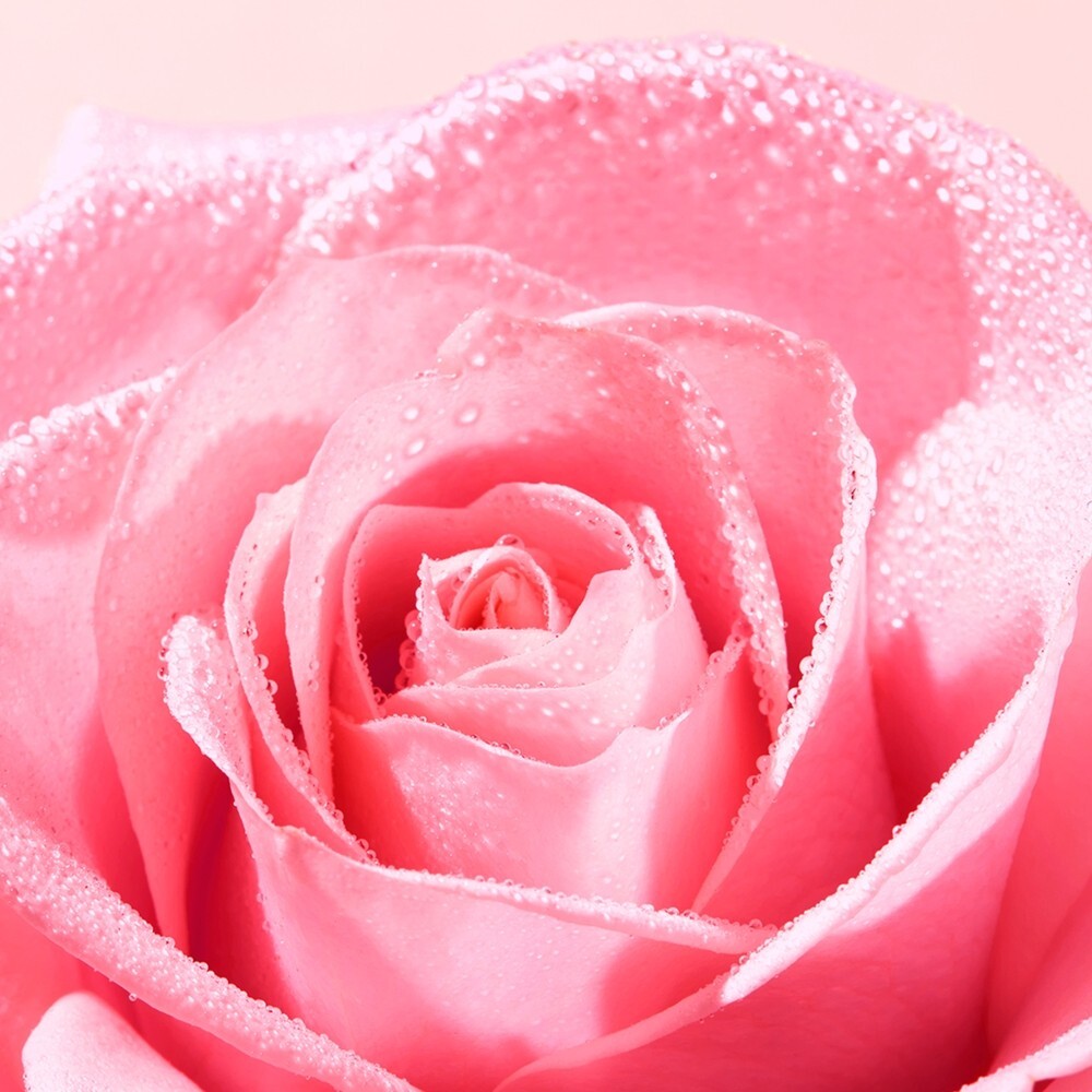 Nuxe Very Rose Różany krem do rąk i paznokci, 50 ml